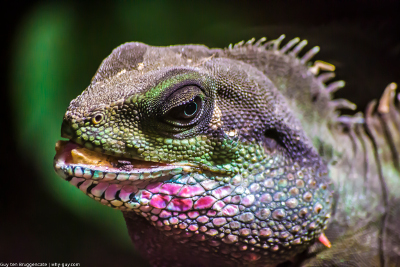 Closeup of lizard